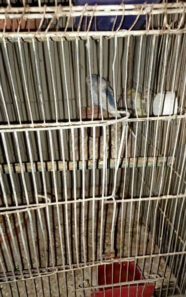 parrots urgent sell 2