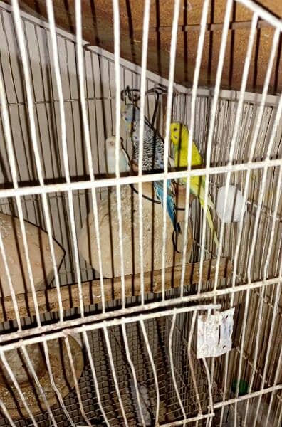 parrots urgent sell 5