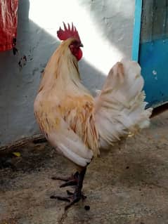 white murga 2400 egg laying hen 1400