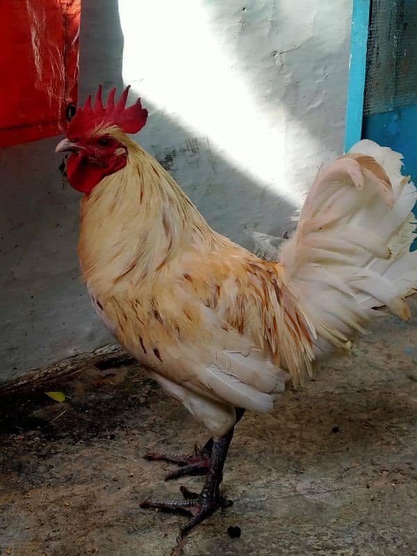 white murga 2400 egg laying hen 1400 1