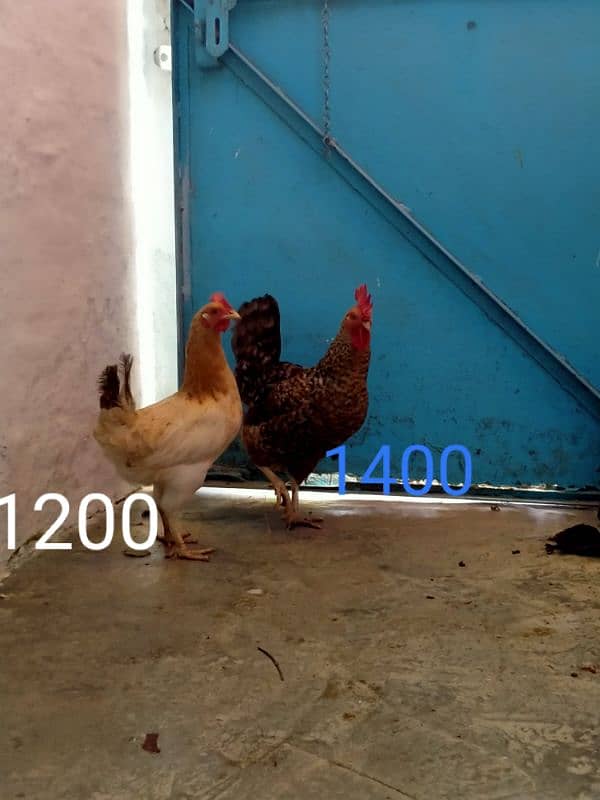 white murga 2400 egg laying hen 1400 2