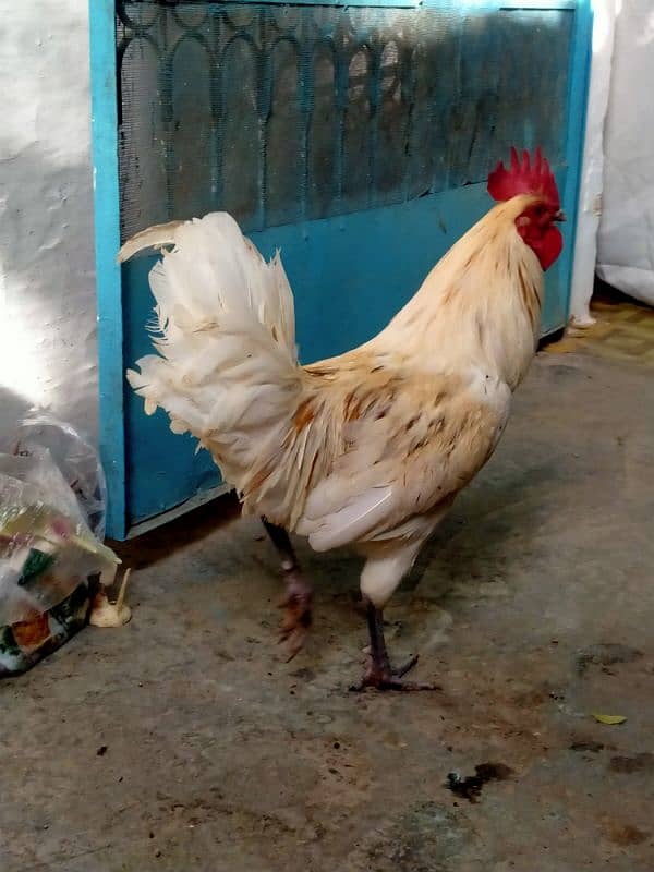 white murga 2400 egg laying hen 1400 3