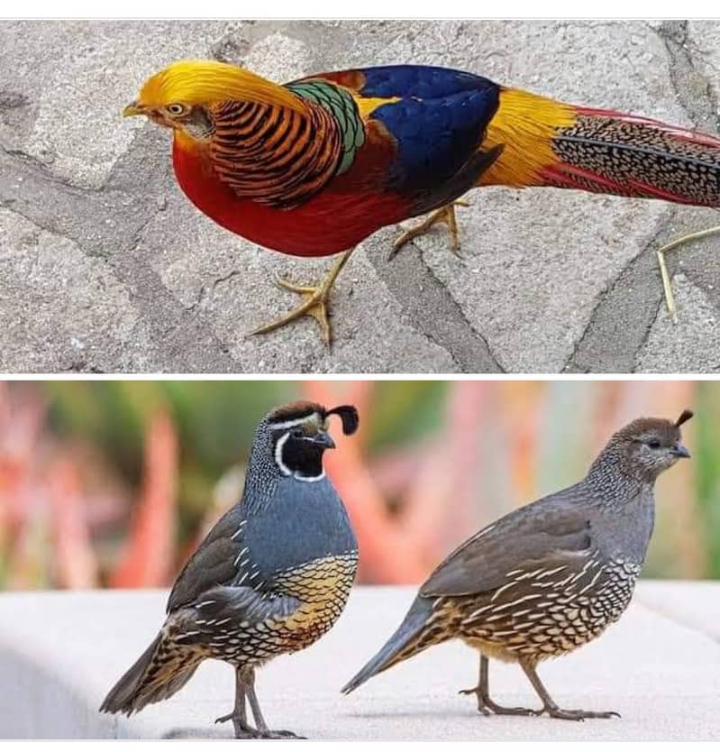 California quail/red golden/ fancy birds 0