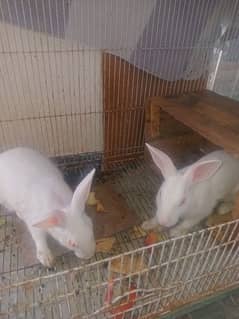 White Rabbits Pair 1 years old