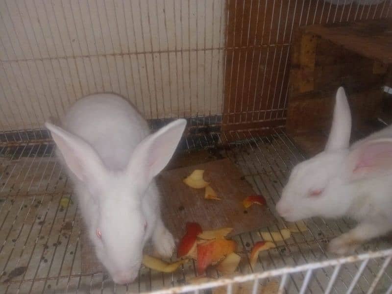 White Rabbits Pair 1 years old 1