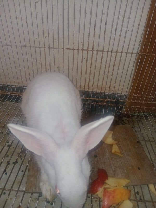 White Rabbits Pair 1 years old 2