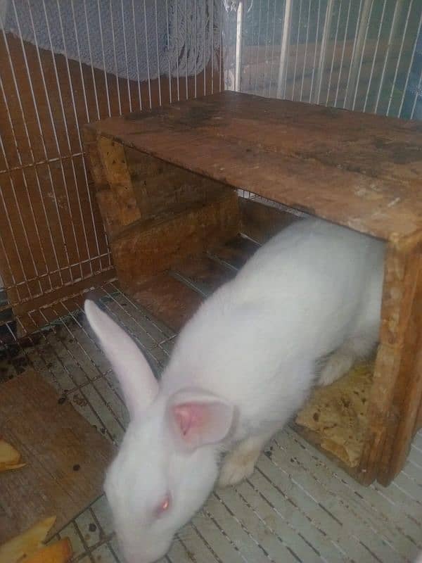 White Rabbits Pair 1 years old 3