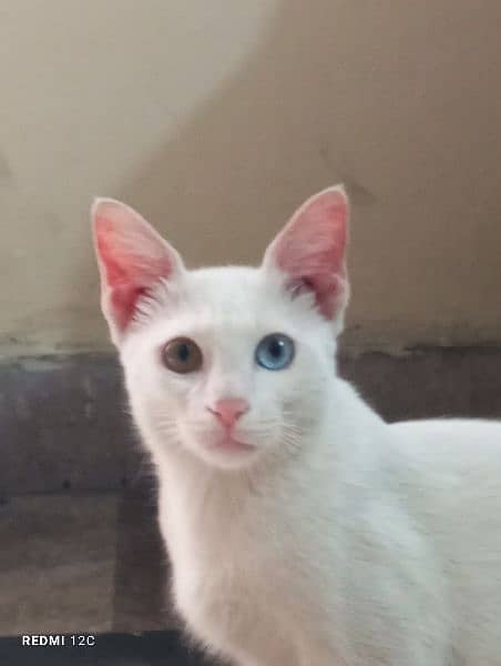 Perion cat 9 month split eyes (blue and brown) 1