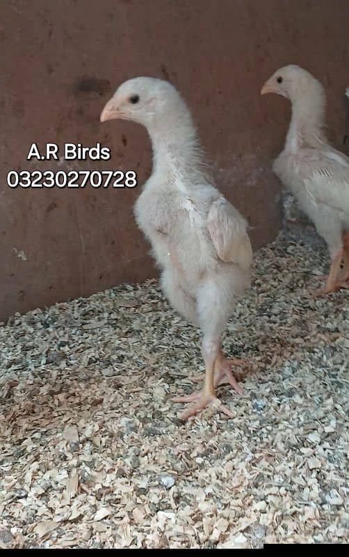 white Shamo Chicks / White Shamo eggs 4