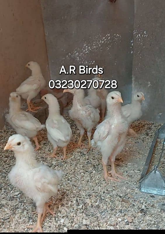 white Shamo Chicks / White Shamo eggs 6