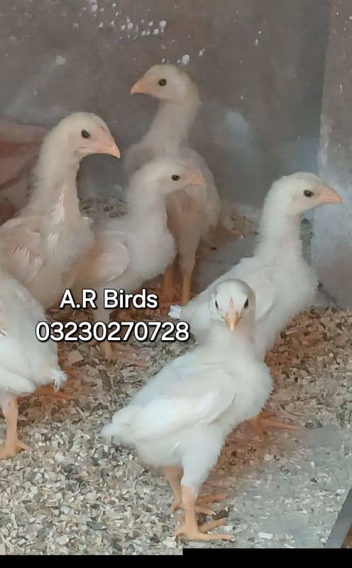 white Shamo Chicks / White Shamo eggs 7