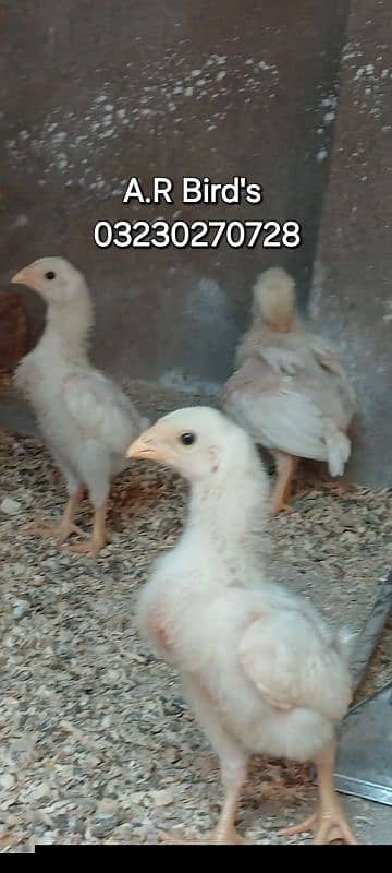 white Shamo Chicks / White Shamo eggs 8