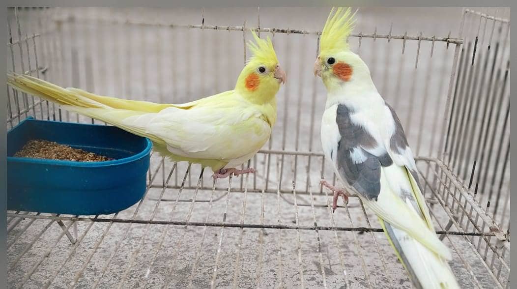 Cockatiel Common Vpied Pair 0