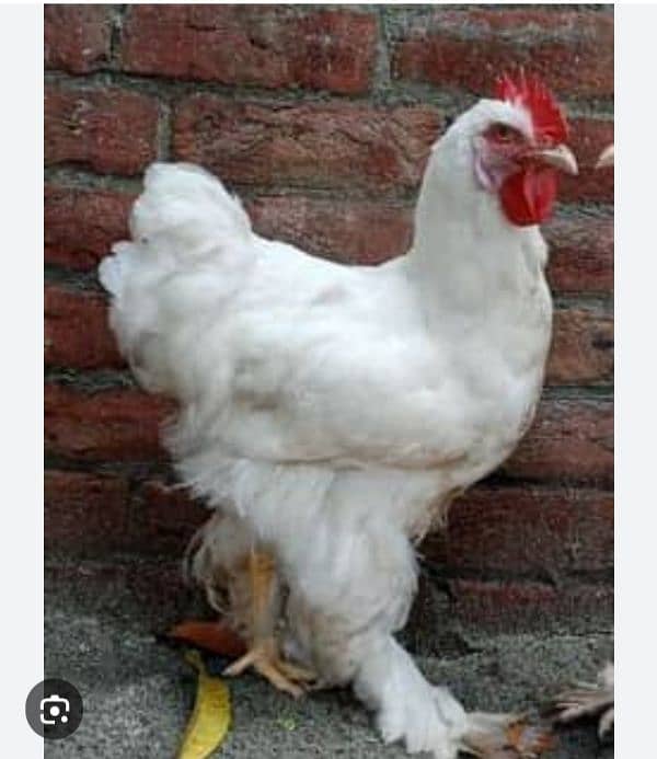 Golden White Buff Chicks 3