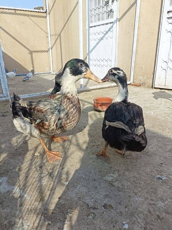 Beautiful ducks for sale ready to breed. 0