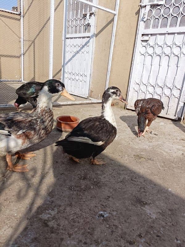 Beautiful ducks for sale ready to breed. 1