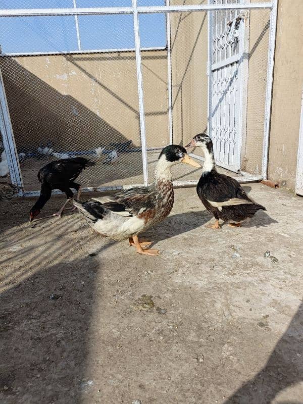 Beautiful ducks for sale ready to breed. 2