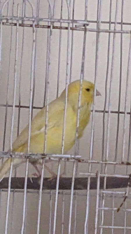 Canary Male female available 1