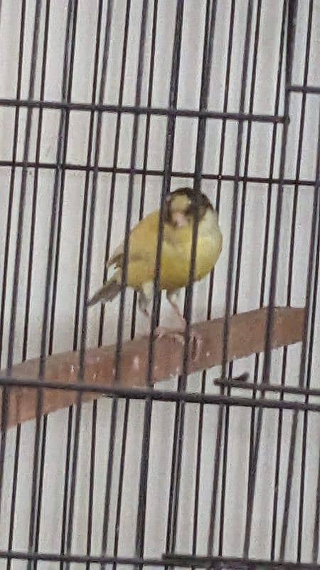 Canary Male female available 2