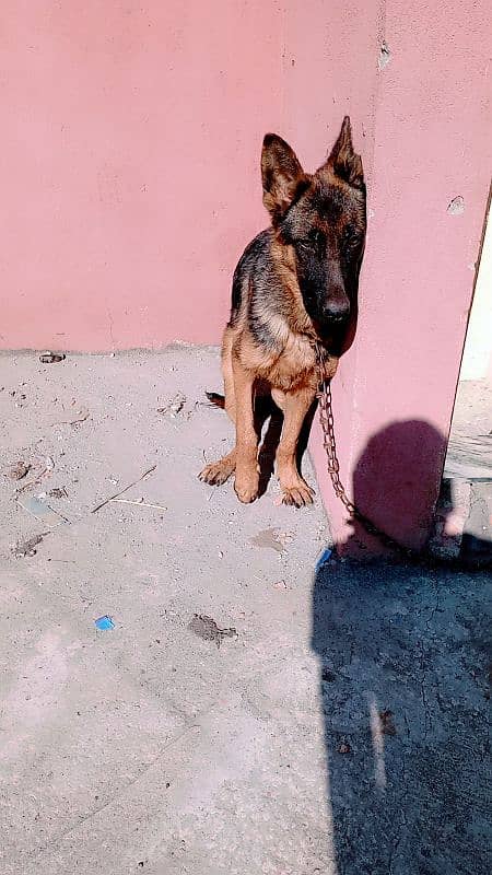 German shepherd . Age 8 Month . . . 3