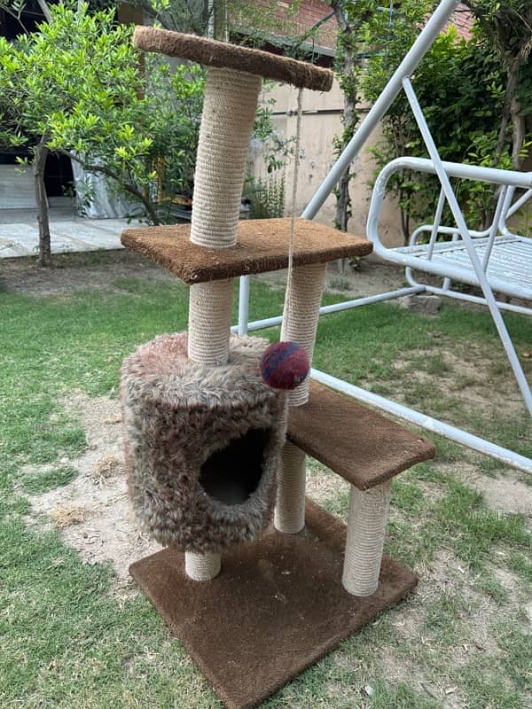 cat play house 0