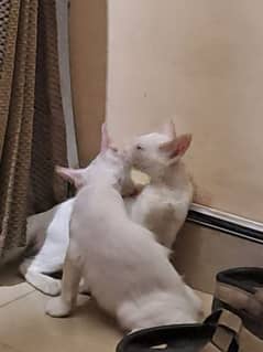 Litter trained  age 3 months very loving breed Siamese urgent sale. . . .