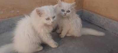 Tripple coat persian Kittens pair