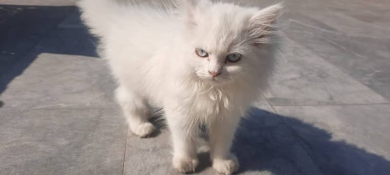 Tripple coat persian Kittens pair 1