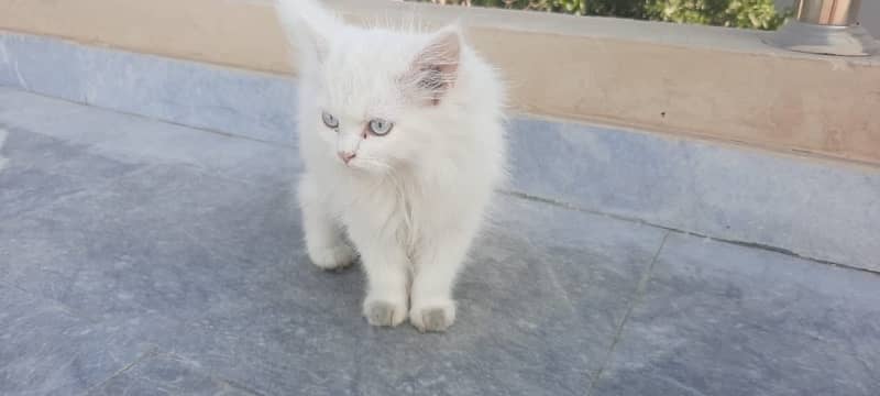 Tripple coat persian Kittens pair 2