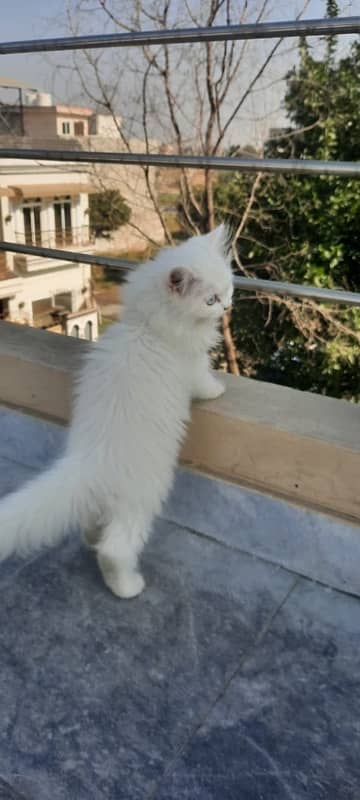 Tripple coat persian Kittens pair 5