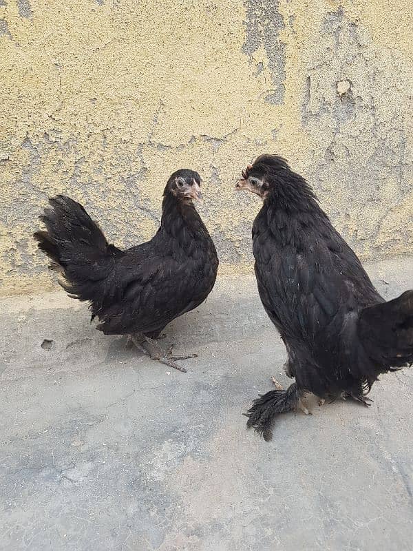 fancy breeds chicks available 0