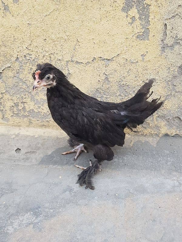 fancy breeds chicks available 1