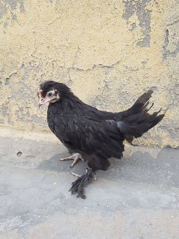 fancy breeds chicks available 2