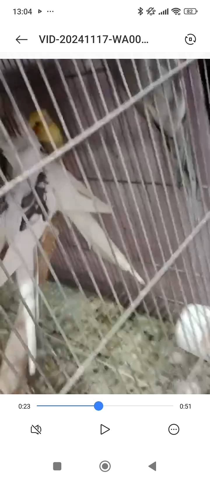 Finch,cunore ,fellow,male, available,cockatiels sab breeder hai 1