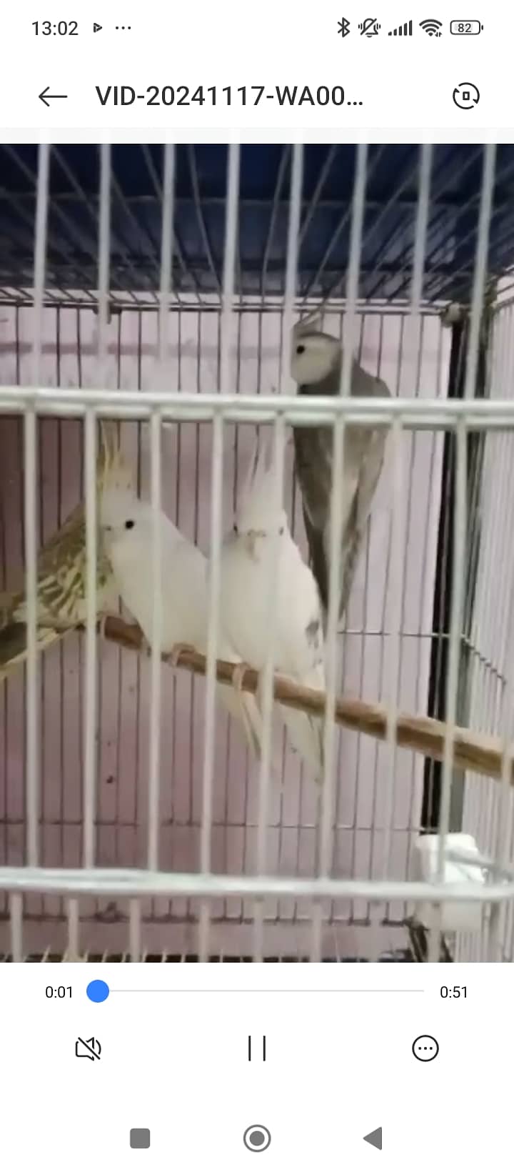 Finch,cunore ,fellow,male, available,cockatiels sab breeder hai 2