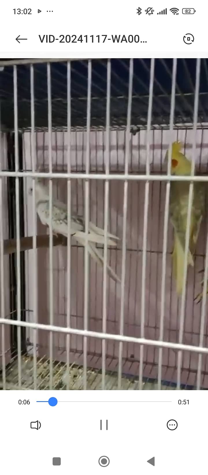 Finch,cunore ,fellow,male, available,cockatiels sab breeder hai 3