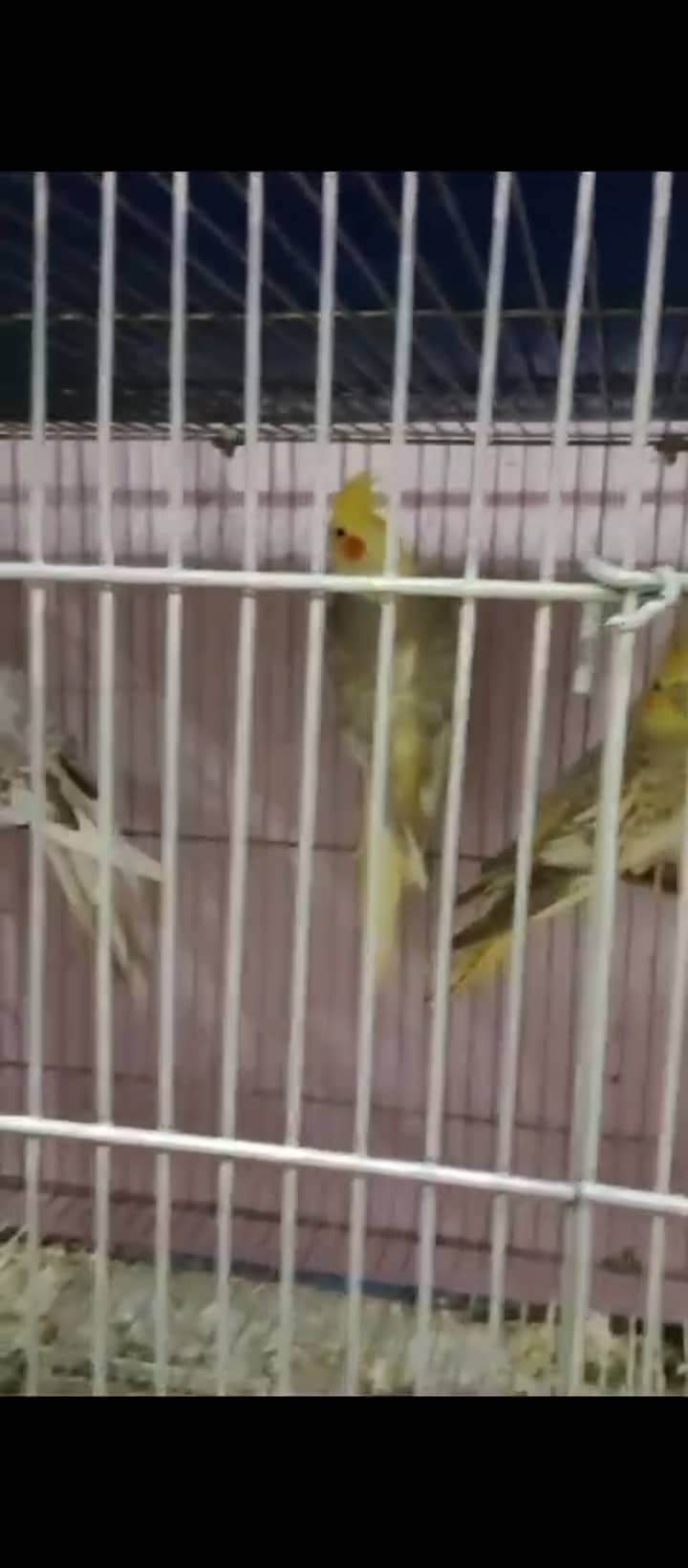 Finch,cunore ,fellow,male, available,cockatiels sab breeder hai 4