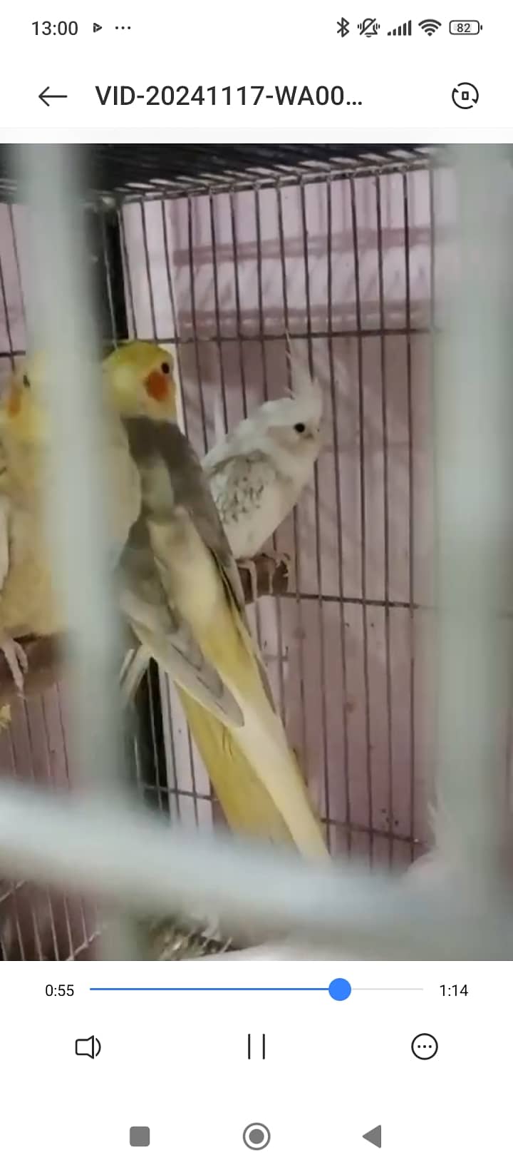 Finch,cunore ,fellow,male, available,cockatiels sab breeder hai 5