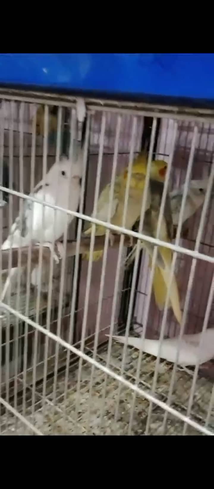 Finch,cunore ,fellow,male, available,cockatiels sab breeder hai 6