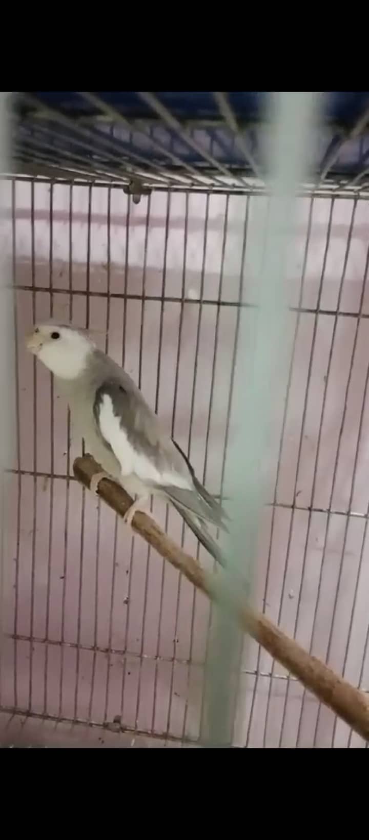 Finch,cunore ,fellow,male, available,cockatiels sab breeder hai 7