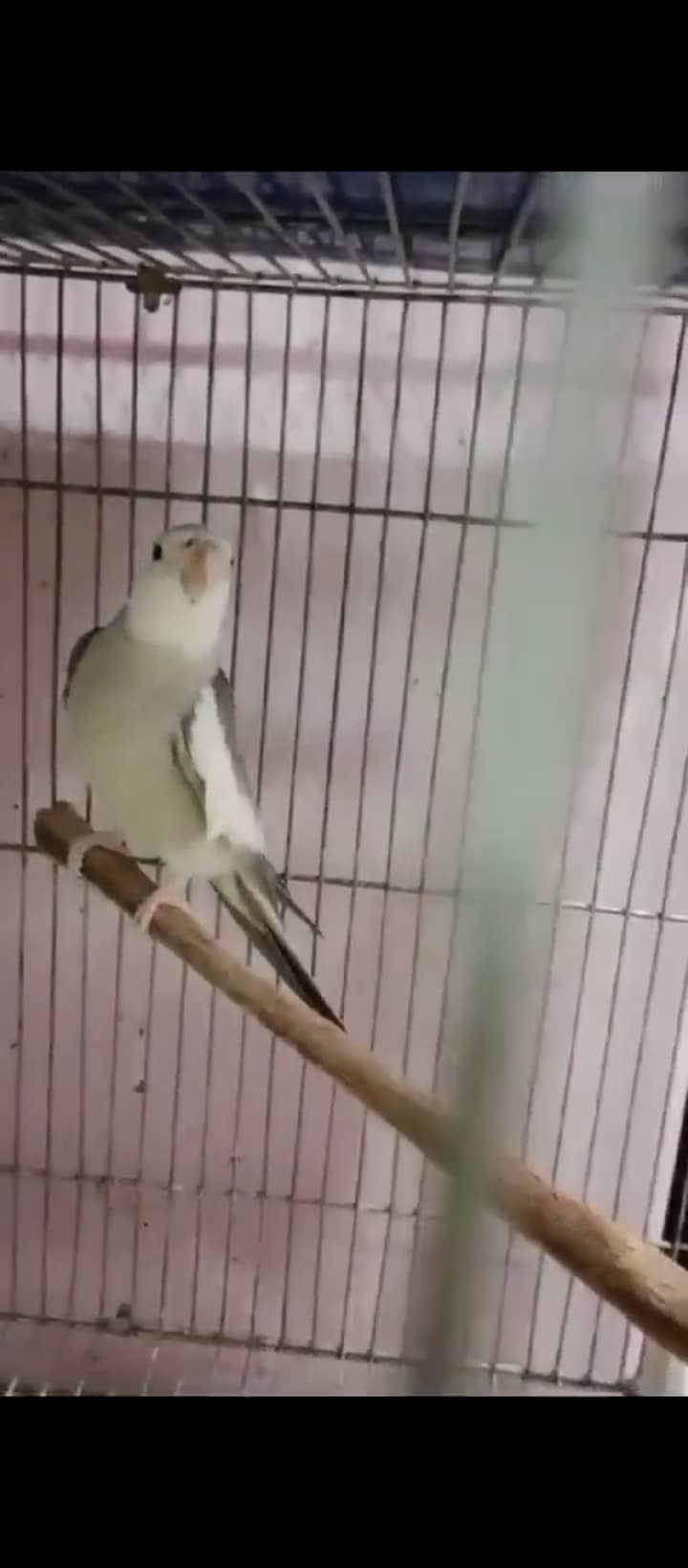 Finch,cunore ,fellow,male, available,cockatiels sab breeder hai 8