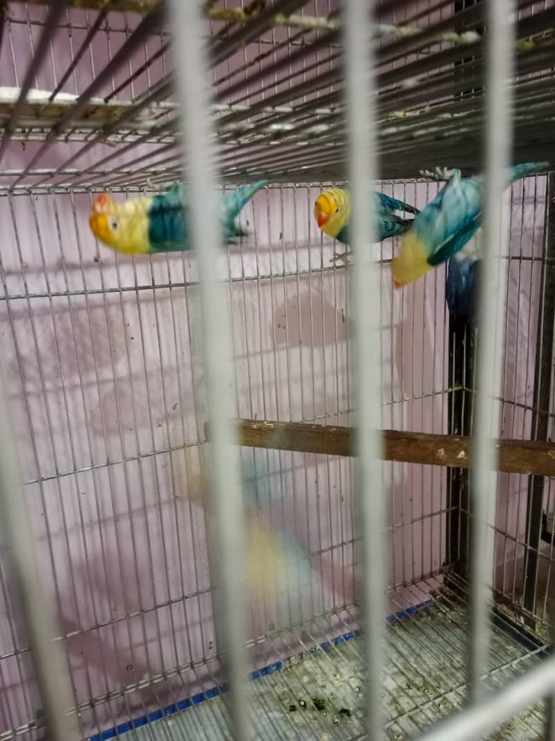 Finch,cunore ,fellow,male, available,cockatiels sab breeder hai 9