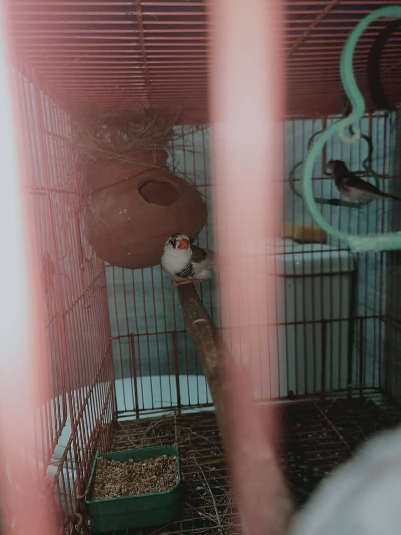 Finch,cunore ,fellow,male, available,cockatiels sab breeder hai 10