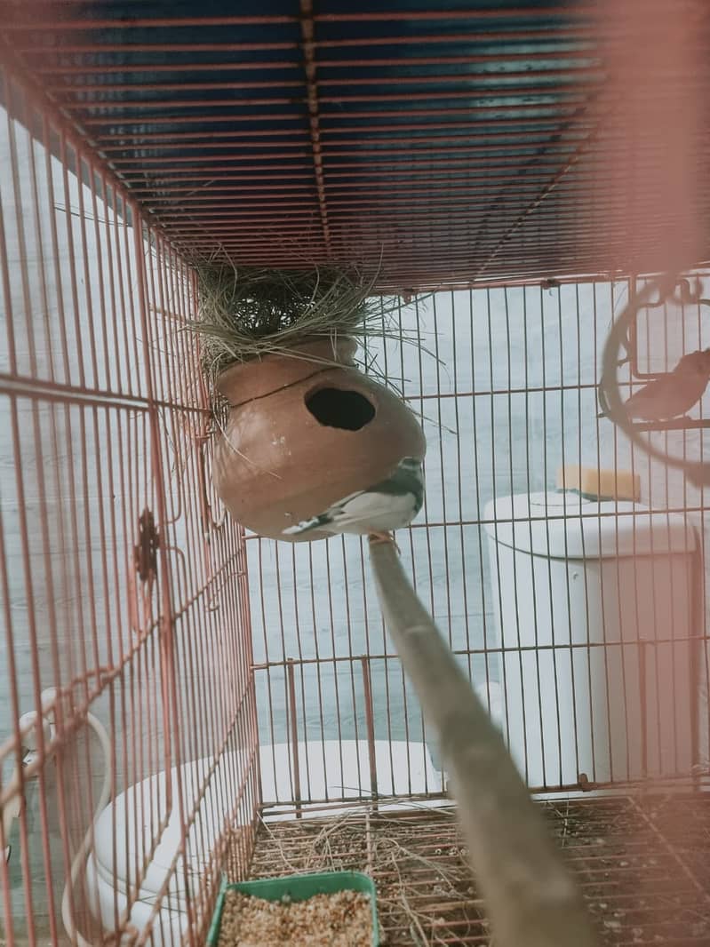 Finch,cunore ,fellow,male, available,cockatiels sab breeder hai 11