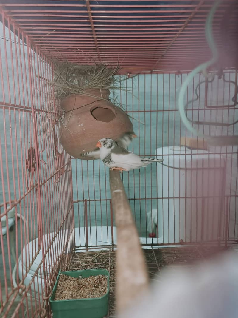 Finch,cunore ,fellow,male, available,cockatiels sab breeder hai 12