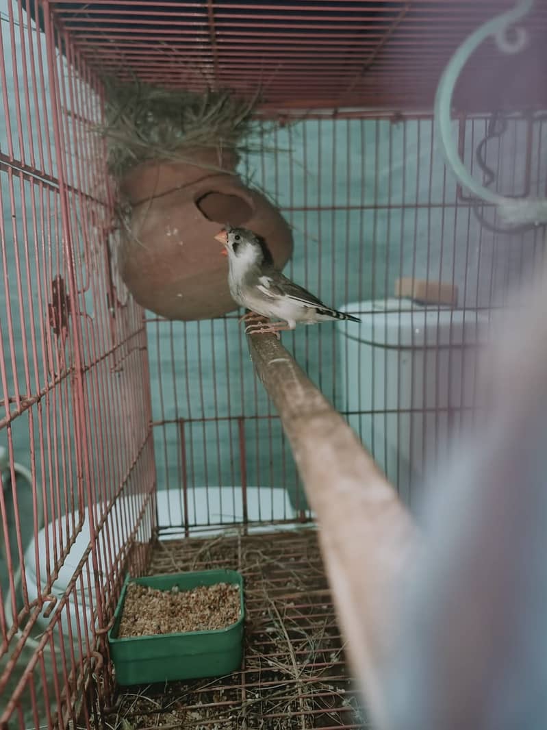 Finch,cunore ,fellow,male, available,cockatiels sab breeder hai 14