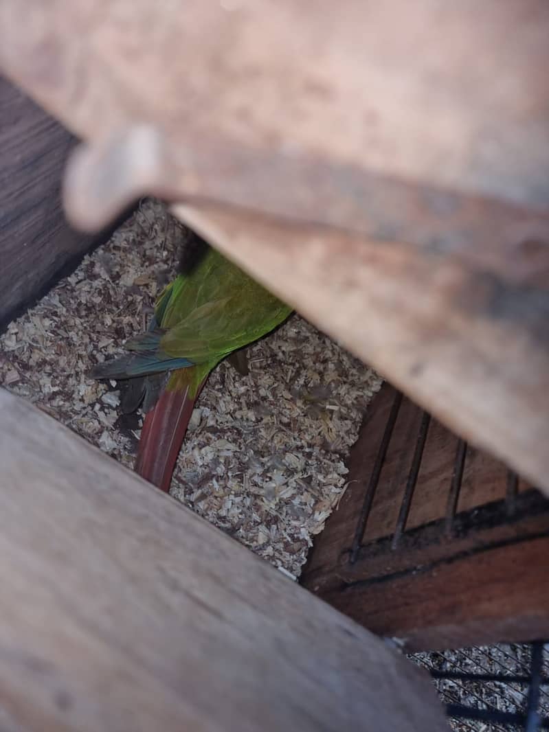 Finch,cunore ,fellow,male, available,cockatiels sab breeder hai 15