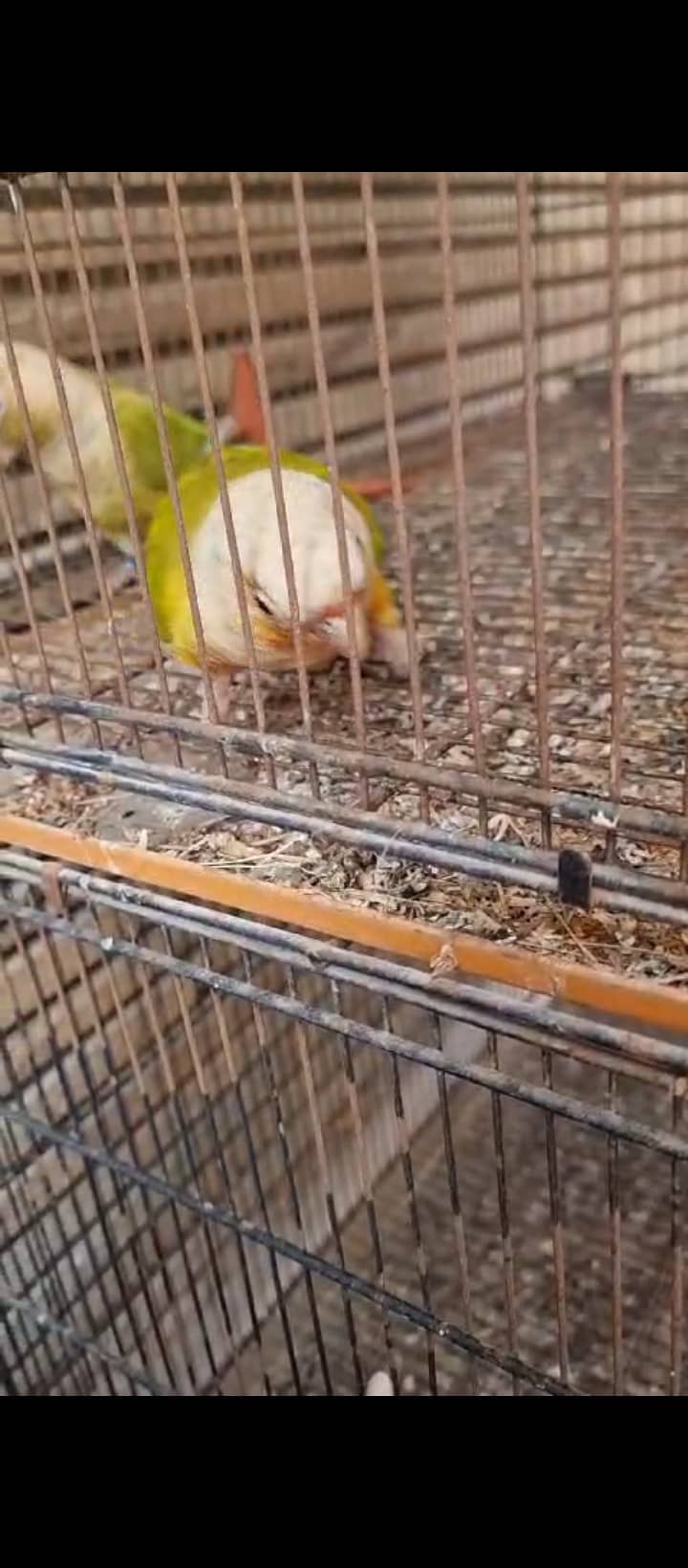 Finch,cunore ,fellow,male, available,cockatiels sab breeder hai 16