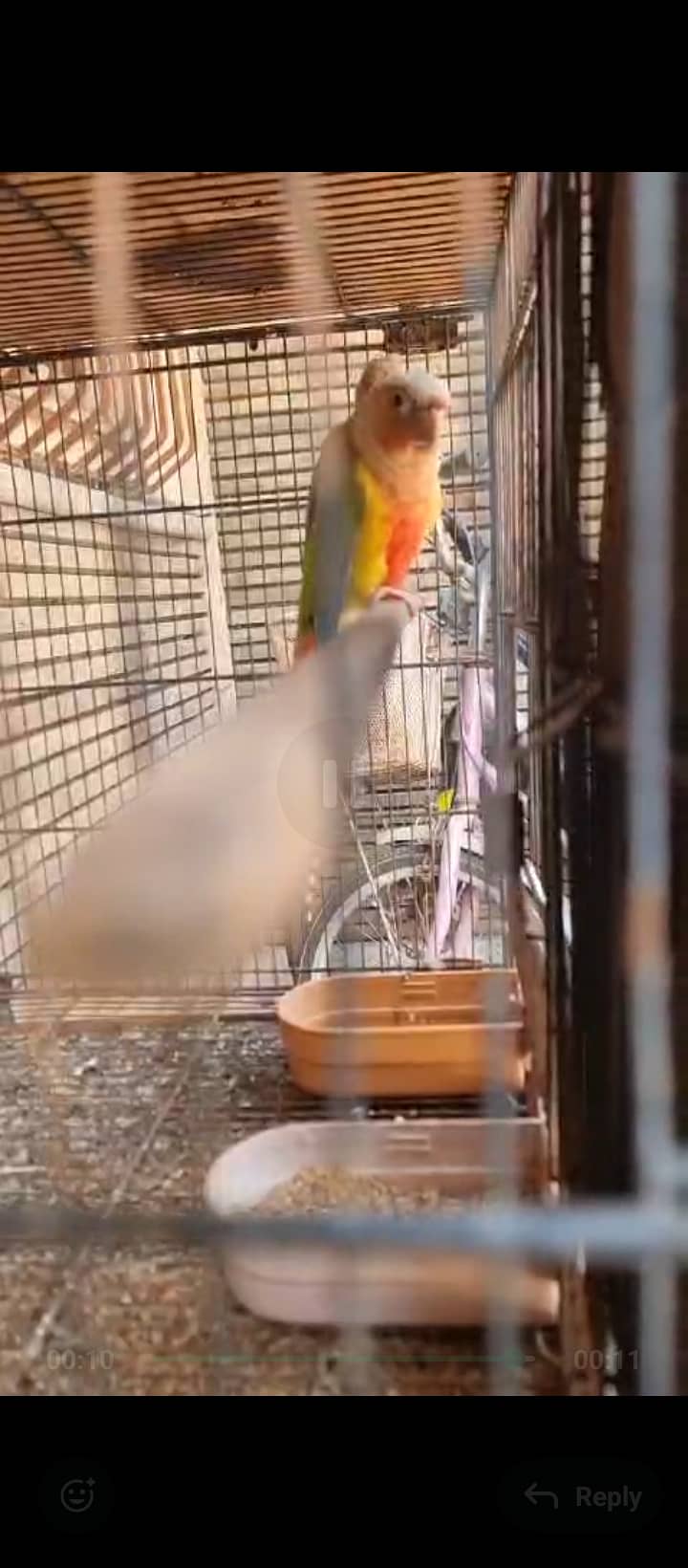 Finch,cunore ,fellow,male, available,cockatiels sab breeder hai 17