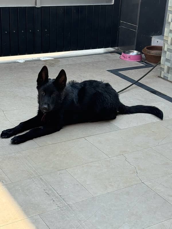 German Shepherd Black Puppy 1